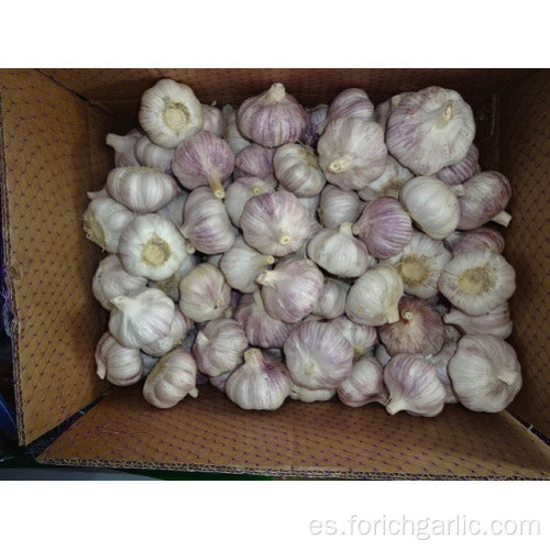 Tamaño 5.0 Cultivo de ajo blanco normal 2019